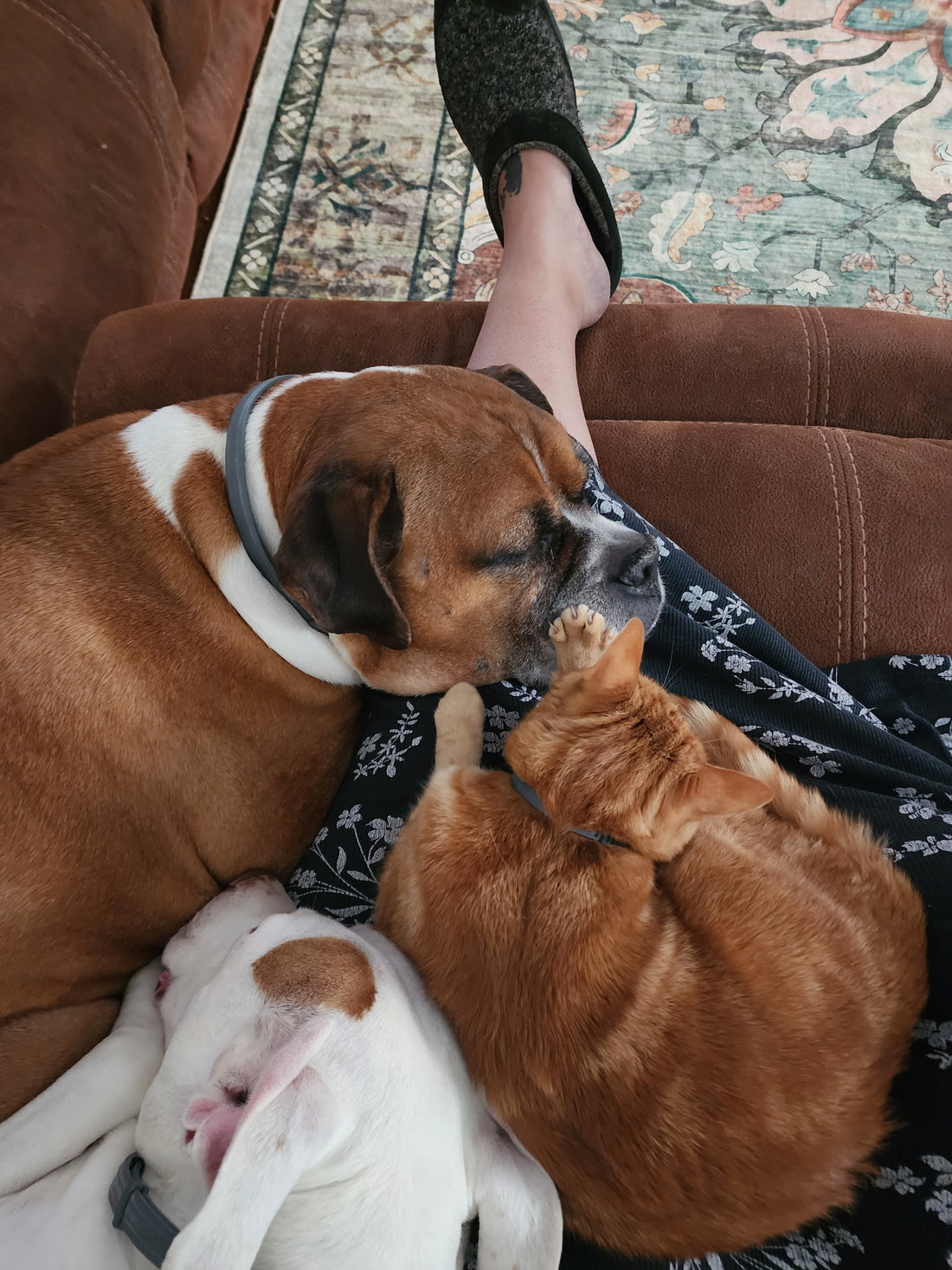 The Barghest & the Boxer: How I Cleared a Black Dog Demon from My Rescue, King