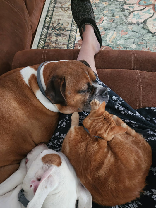 The Barghest & the Boxer: How I Cleared a Black Dog Demon from My Rescue, King