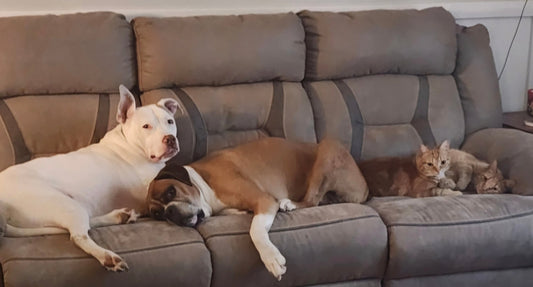 SACRED COMPANIONS ❤️ 🐕 🐈