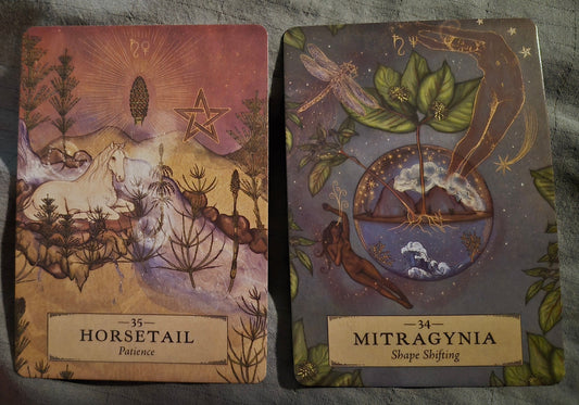 Daily collective oracle reading cards: Horsetail (Patience) and Mitragynia (Shape Shifting)