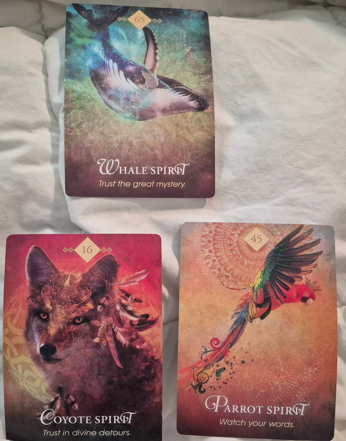 Daily collective oracle reading cards: Whale Spirit, Coyote Spirit, and Parrot Spirit from the Spirit Animal Oracle deck