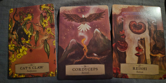Three oracle cards laid out for the daily collective reading: Cat's Claw (Purification), Cordyceps (Revival), and Reishi (Retreat)