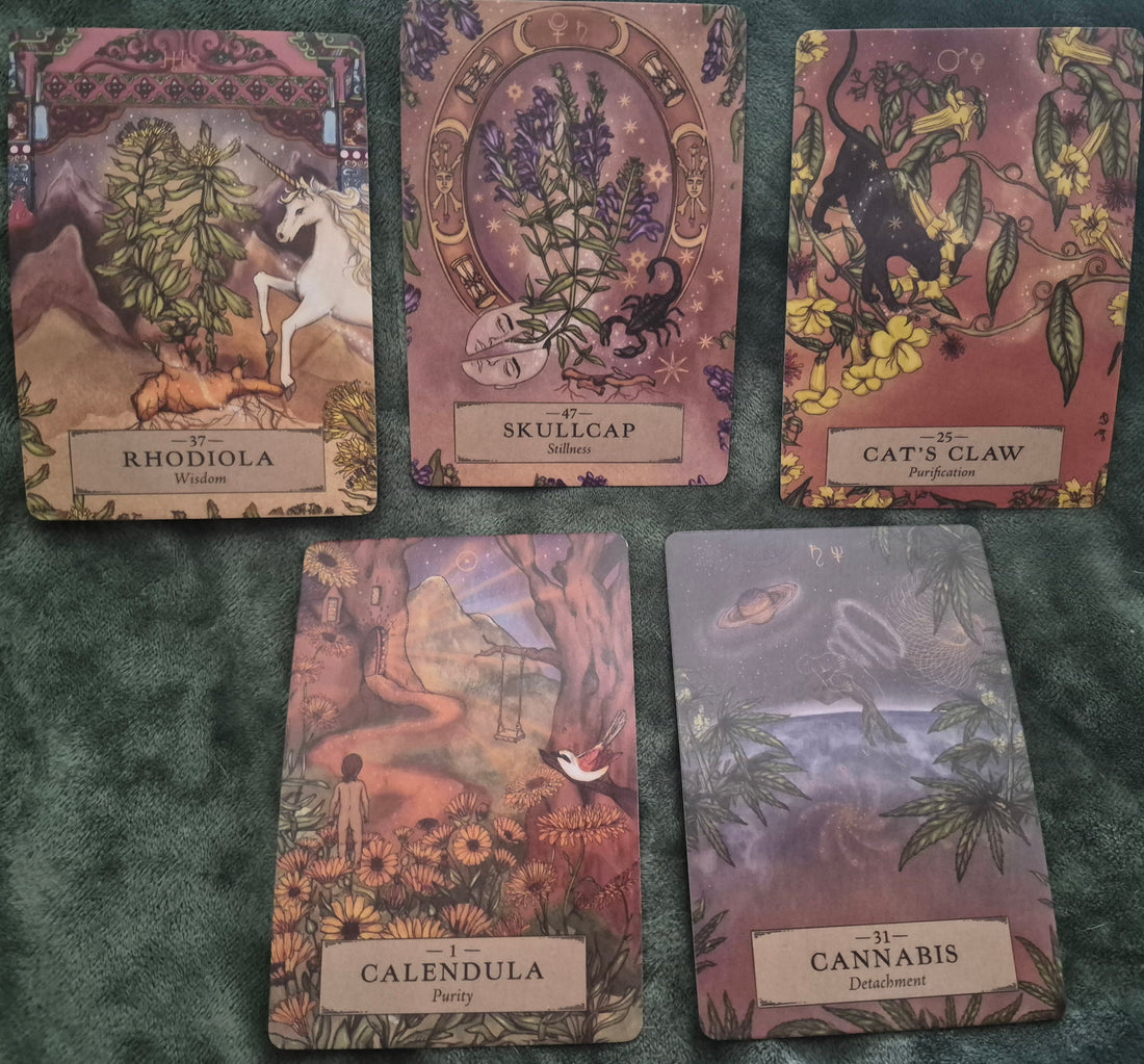Five plant medicine oracle cards: Rhodiola, Skullcap, Cat's Claw, Calendula, and Cannabis spread on a green surface