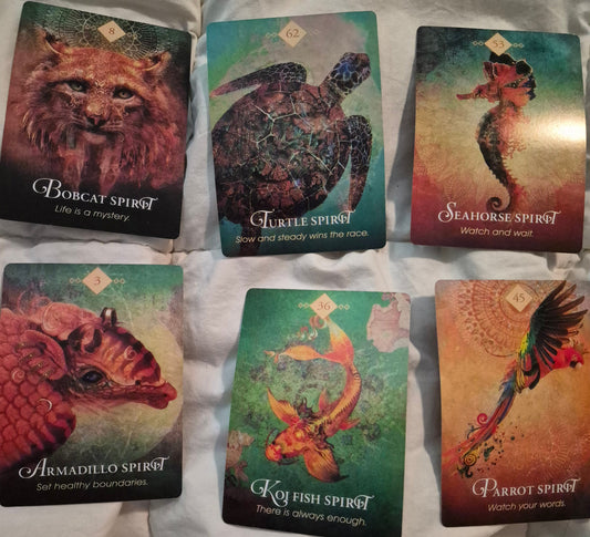 Six Animal Spirit Oracle cards laid out for a daily collective reading: Bobcat Spirit, Turtle Spirit, Seahorse Spirit, Armadillo Spirit, Koi Fish Spirit, and Parrot Spirit