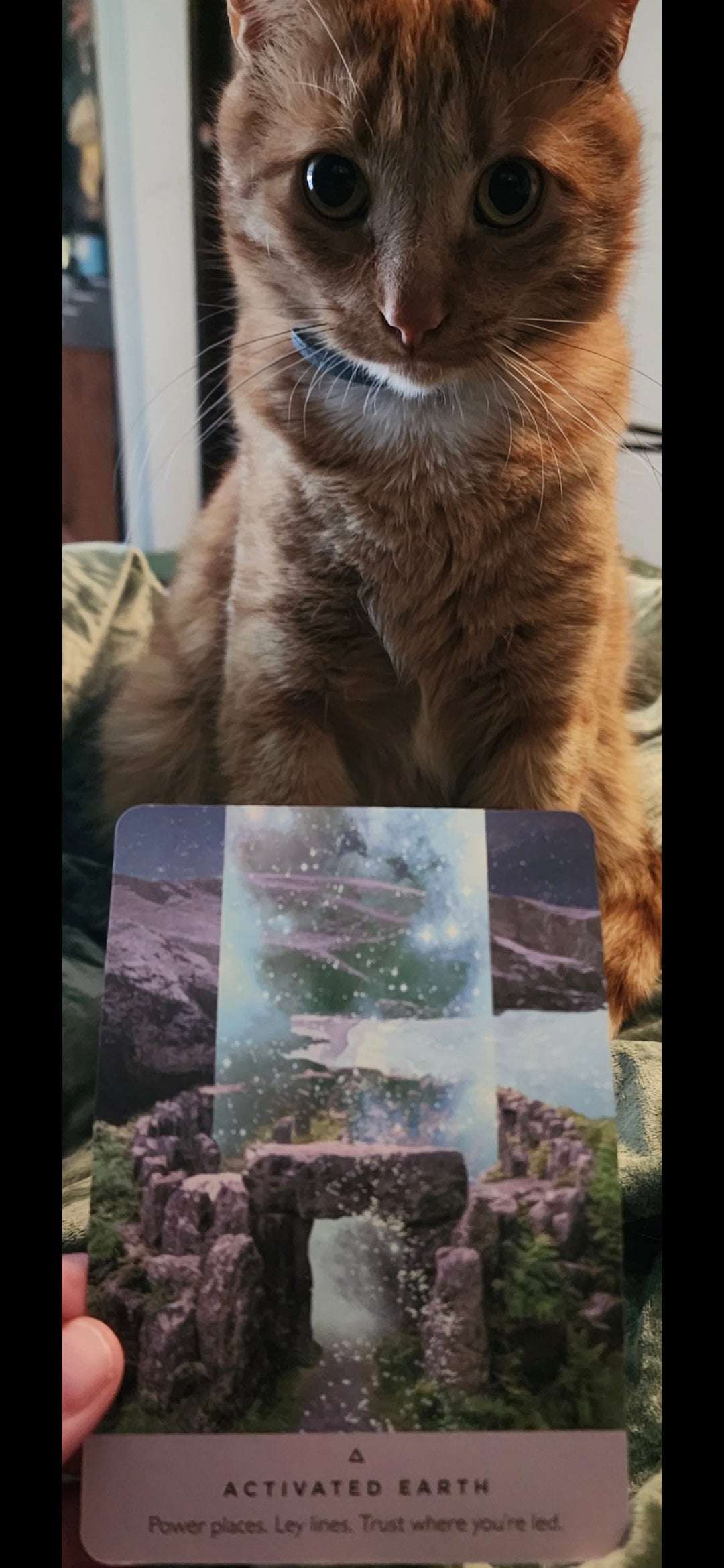 Activated Earth oracle card held up with an orange tabby cat in the background — Daily Collective Reading May 28 2026