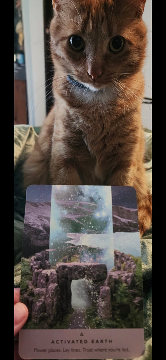 Activated Earth oracle card held up with an orange tabby cat in the background — Daily Collective Reading May 28 2026