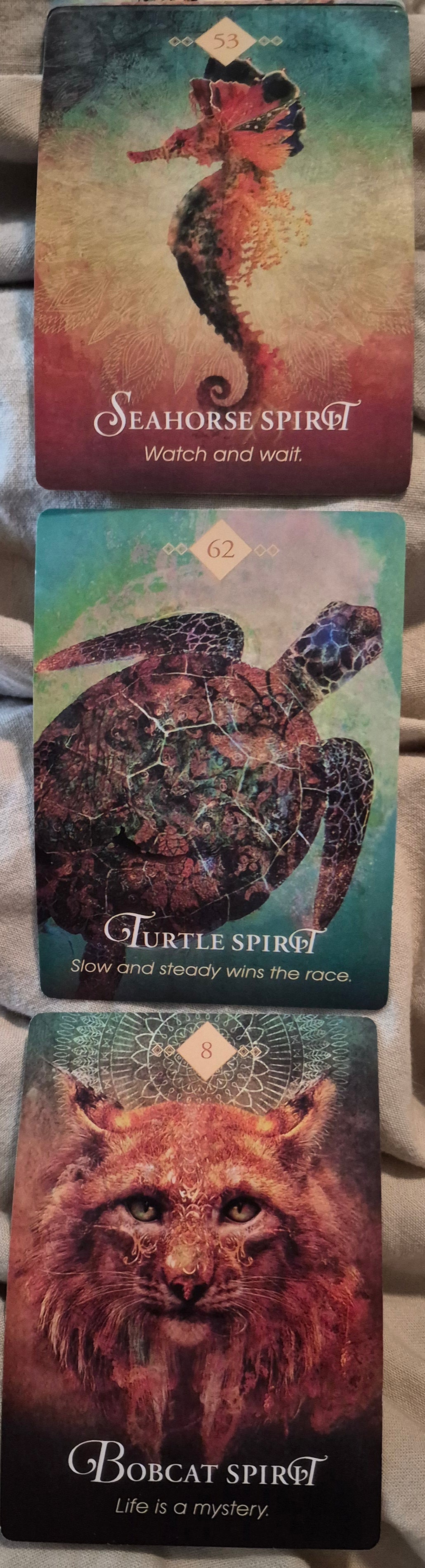 Daily collective oracle reading with Seahorse Spirit, Turtle Spirit, and Bobcat Spirit cards