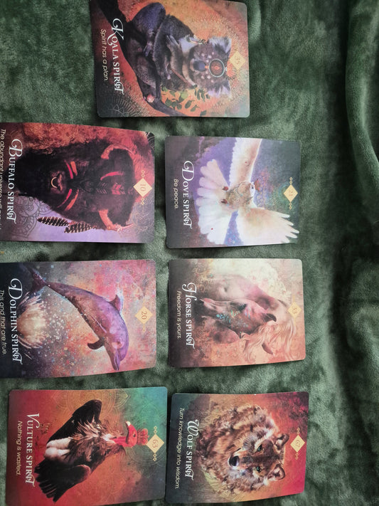7-card Spirit Animal Oracle spread featuring Koala, Buffalo, Dove, Dolphin, Horse, Vulture, and Wolf Spirit cards