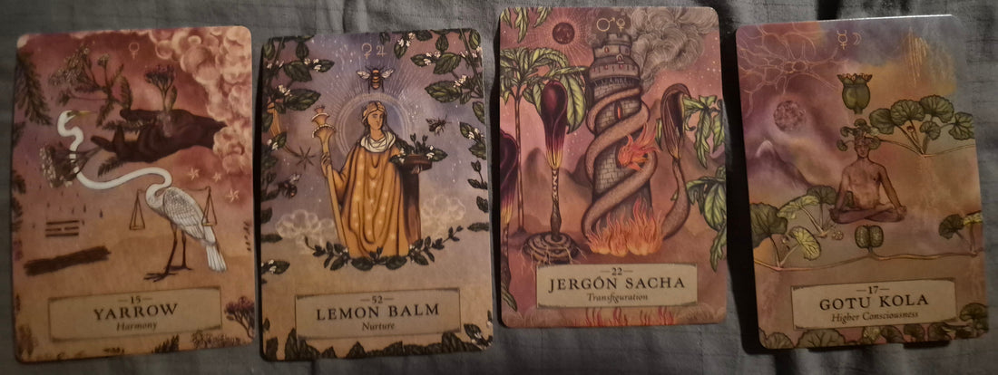 Four Plant Medicine Oracle cards laid out for the daily collective reading: Yarrow, Lemon Balm, Jergón Sacha, and Gotu Kola