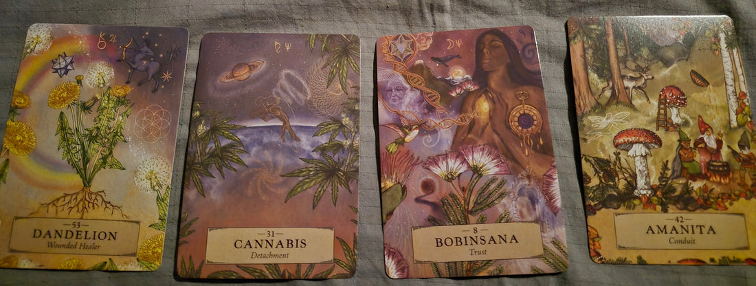 Four plant medicine oracle cards: Dandelion, Cannabis, Bobinsana, and Amanita laid out for a daily collective reading
