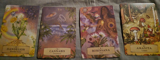 Four plant medicine oracle cards: Dandelion, Cannabis, Bobinsana, and Amanita laid out for a daily collective reading